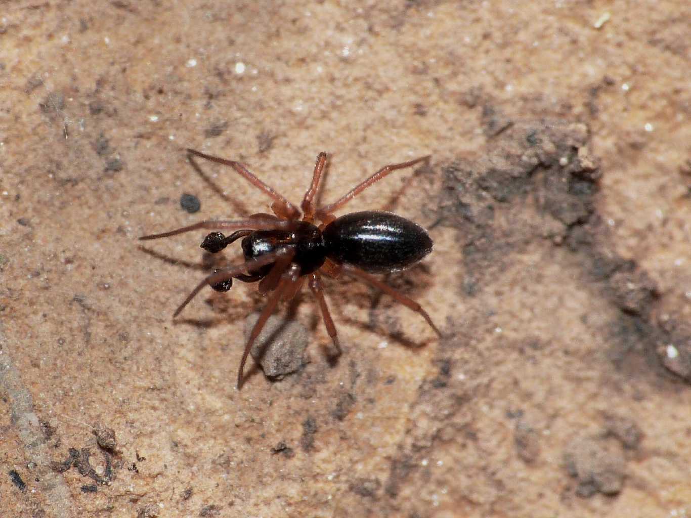 Coppia di Linyphiidae erigoninae - Tolfa (RM)